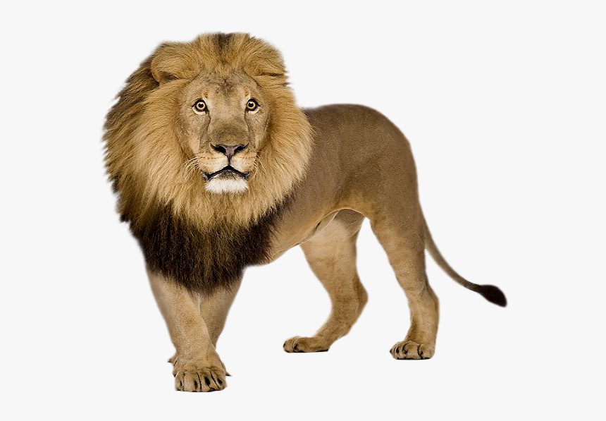 Lion Png - Sher Png, Transparent Png, Free Download