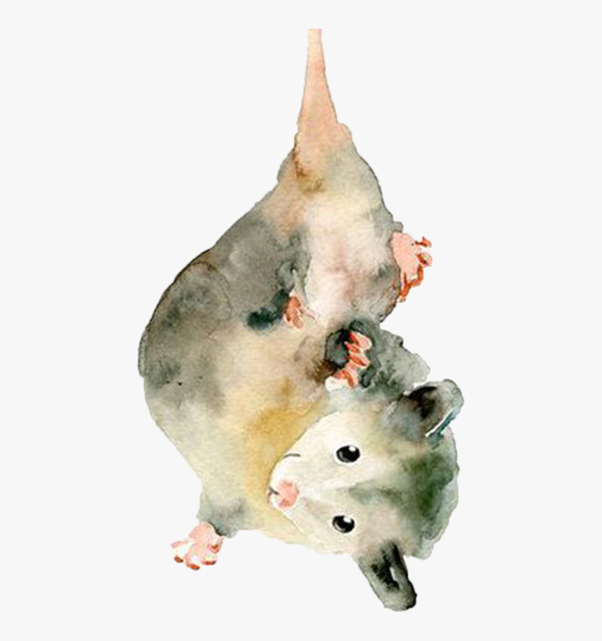 Possum - Watercolour Painting Of A Possum, HD Png Download, Free Download