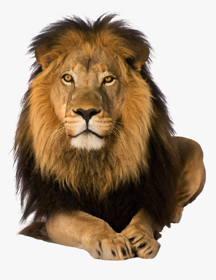 Amazing Lion Png Clipart - Lion Front Png, Transparent Png, Free Download