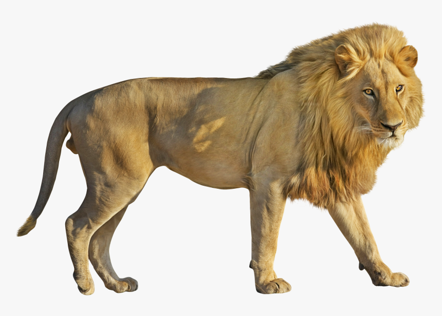 Lion Png Image, Transparent Png, Free Download