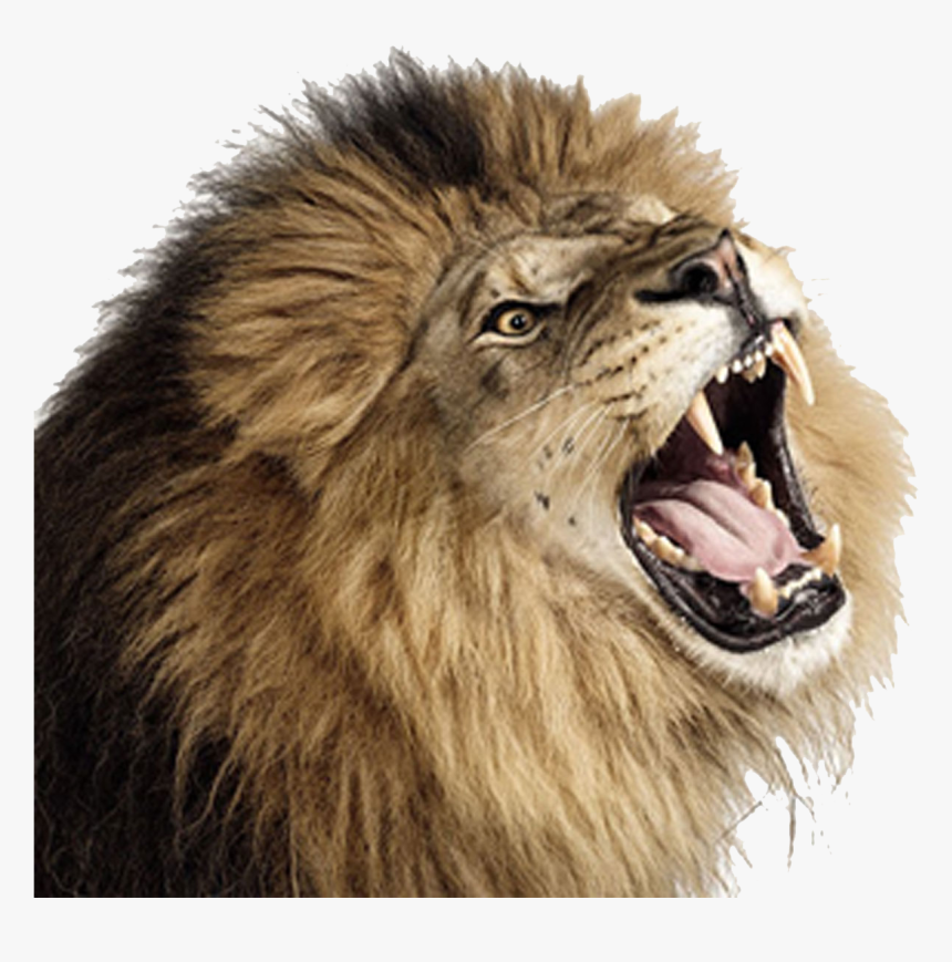 Lion Png Png Download - Lion Roar Side View, Transparent Png, Free Download