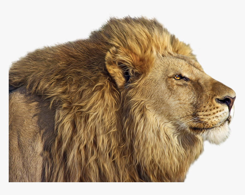 Lion Png Clip Art - Ultra Hd 4k Animal, Transparent Png, Free Download