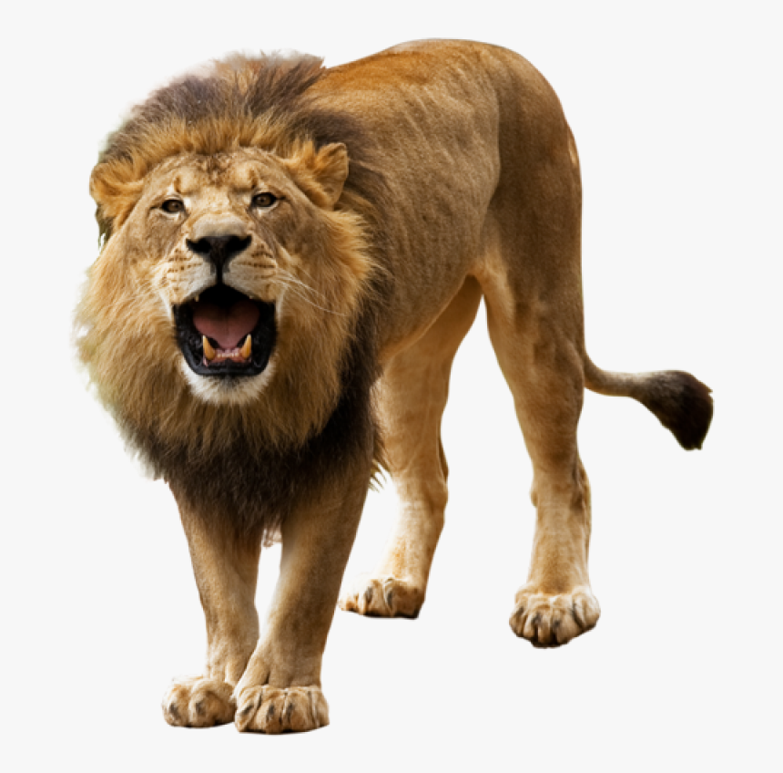 Lion Png Picture - Lion Images Hd Png, Transparent Png, Free Download