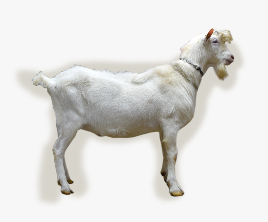 Nl/abc/upload/bokfoto1 Kaka - Goat, HD Png Download - kindpng