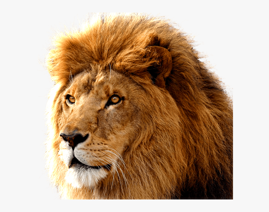 Lion Large Head - Lion Head Transparent Background, HD Png Download, Free Download