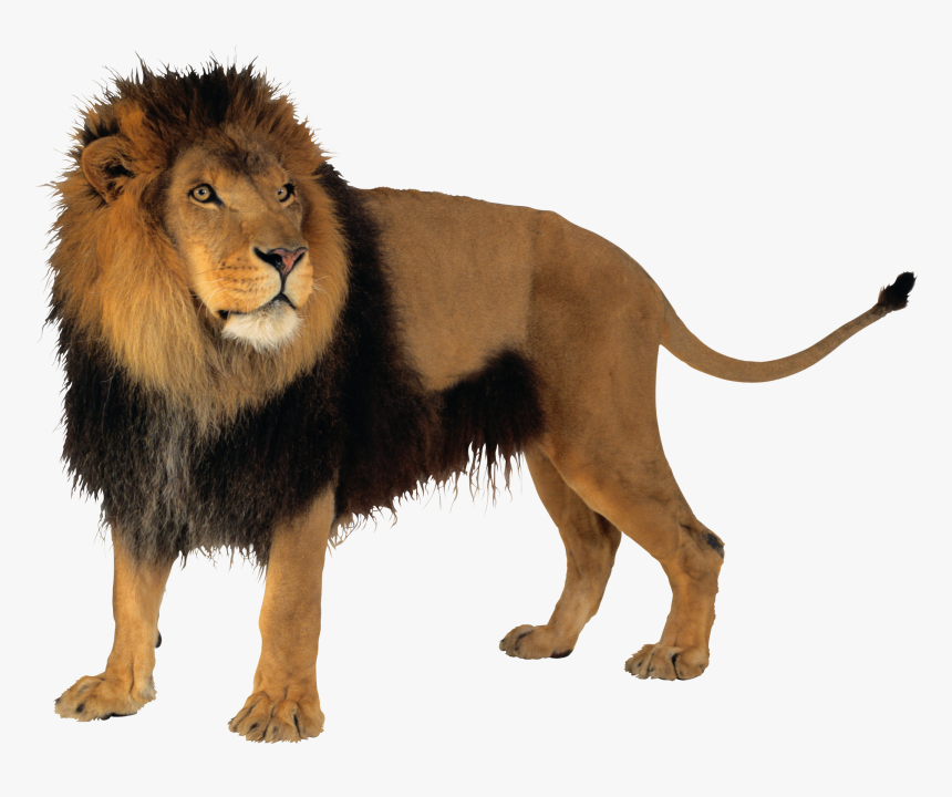 Lion With Transparent Background, HD Png Download, Free Download