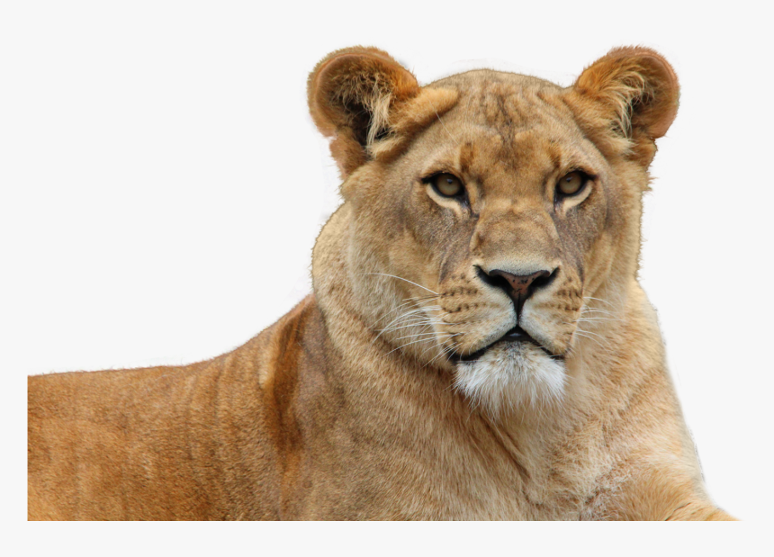 Female Lion Transparent Background, HD Png Download, Free Download