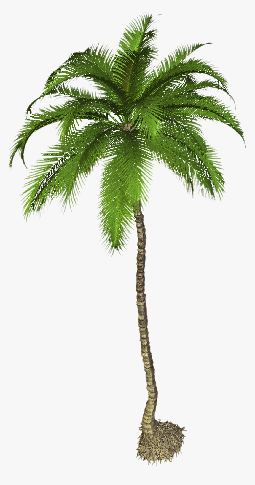 Palm Tree Png Transparent - Palm Tree High Resolution, Png Download, Free Download