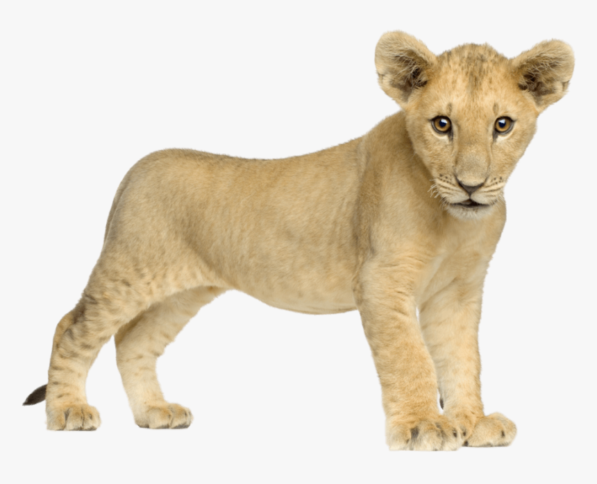 Baby Lion Front - Baby Lion Png, Transparent Png, Free Download
