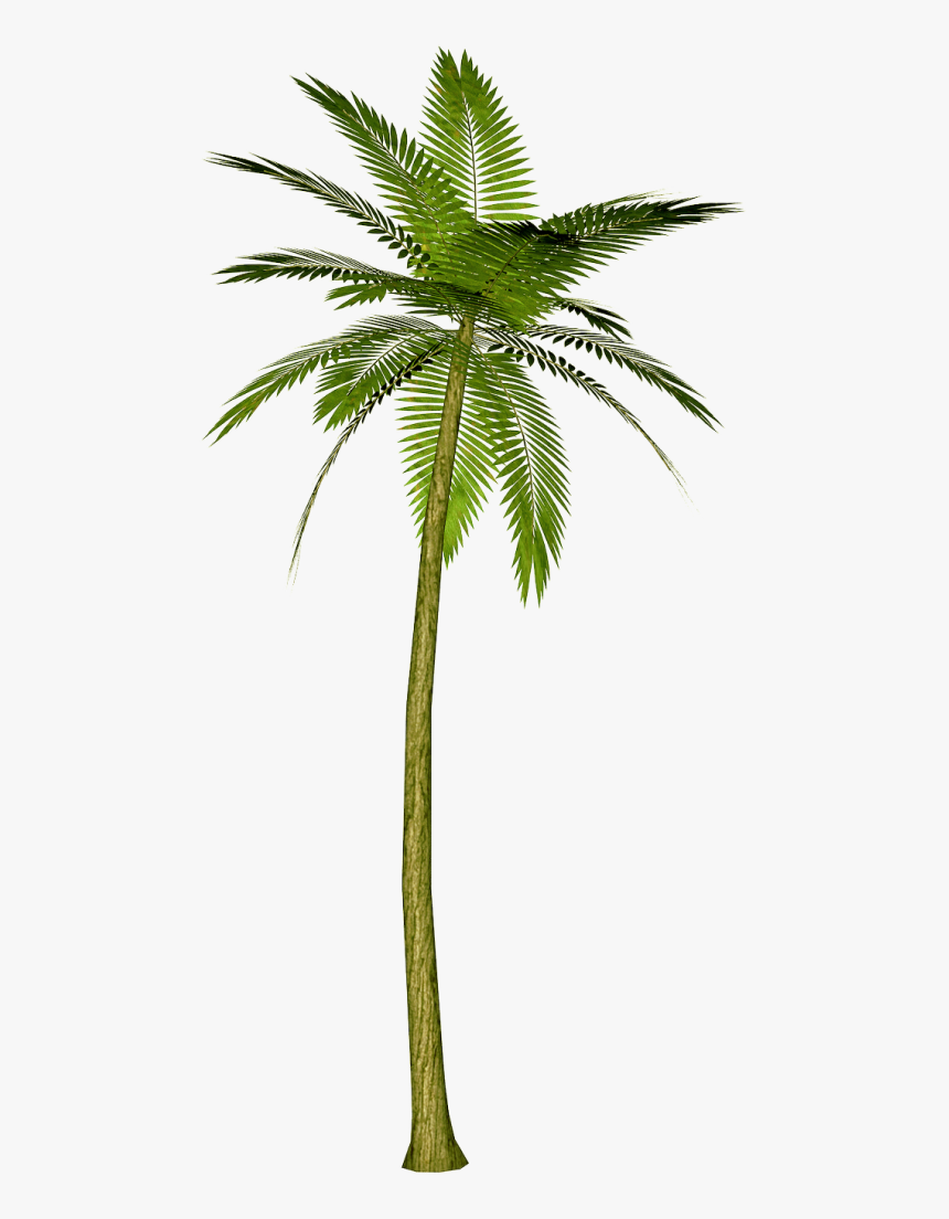 Transparent Background Palm Tree Png, Png Download, Free Download