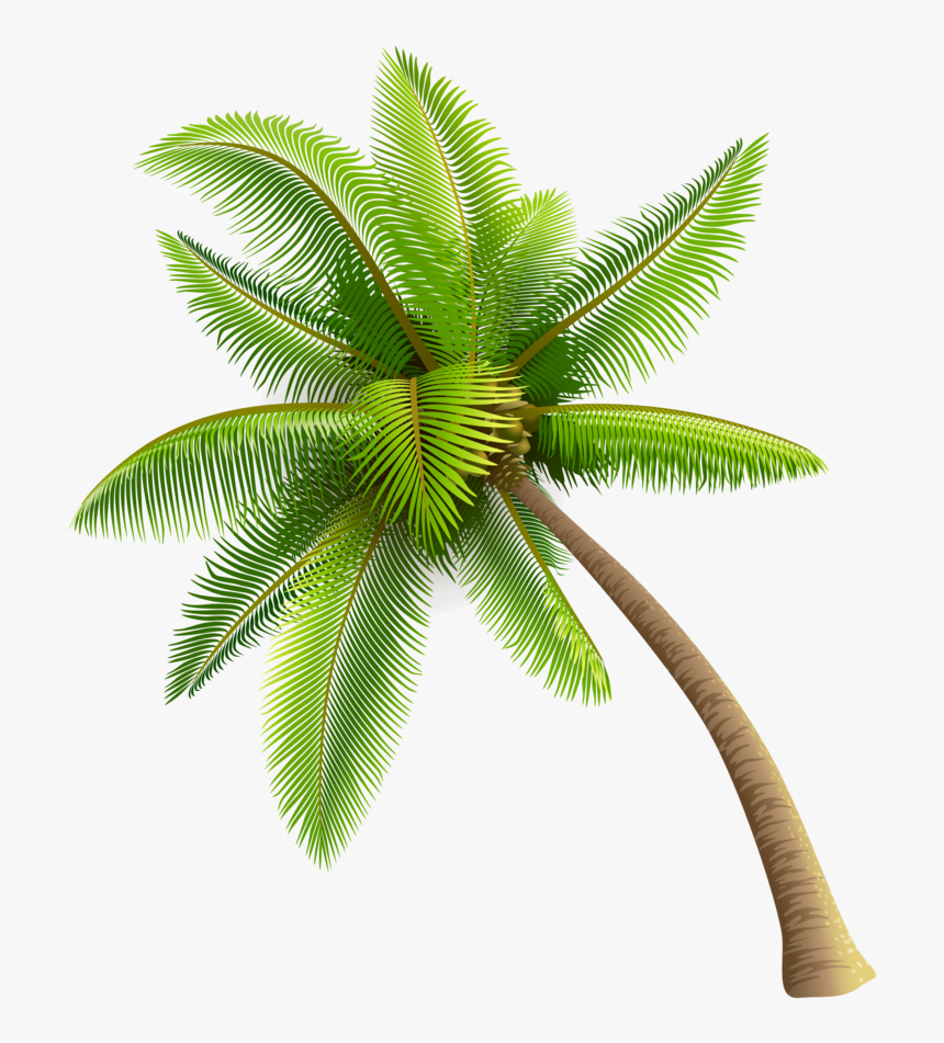 Coconut Tree Png Transparent Image - Coconut Tree Vector Png, Png Download, Free Download