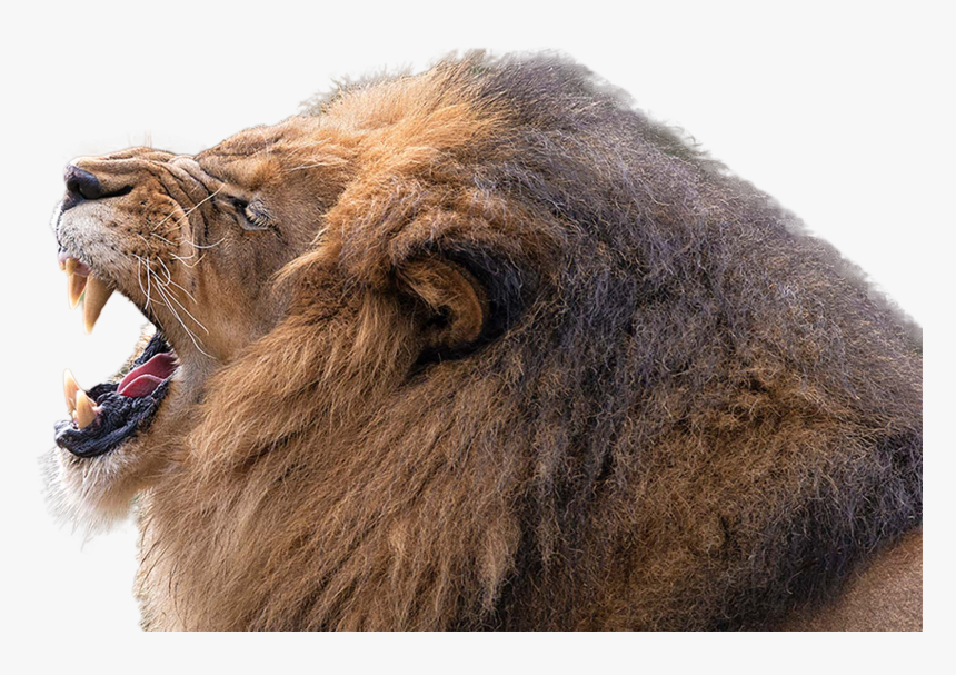 Lion Png Image - Lion Png Close Up, Transparent Png, Free Download