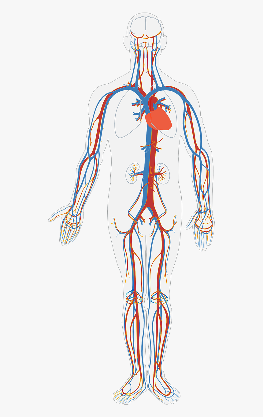 Clip Art Blood Vessels Clipart - Blood Flow And Gas Exchange, HD Png Download, Free Download