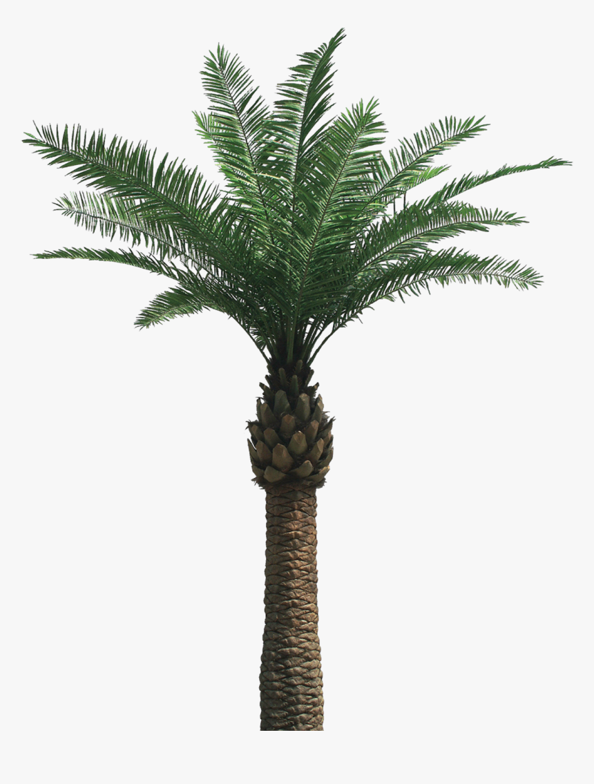 Palm Tree Png - Oil Palm Tree Png, Transparent Png, Free Download