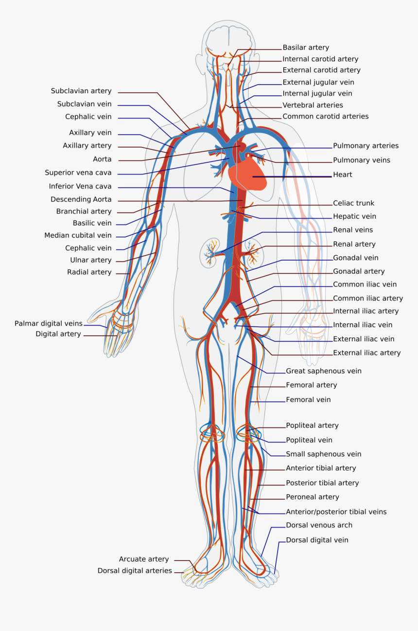 Diagram Of Veins And Arteries In Body, HD Png Download, Free Download