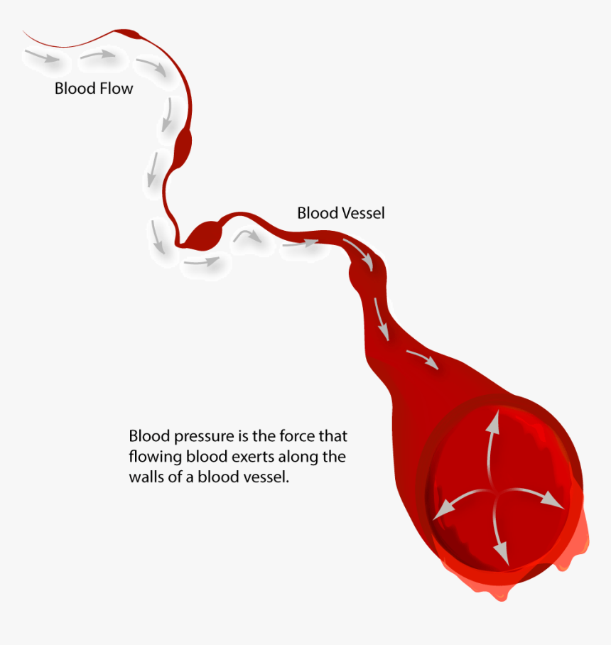 Learn - Genetic - Utah - Edu - Narrow Blood Vessels, HD Png Download, Free Download