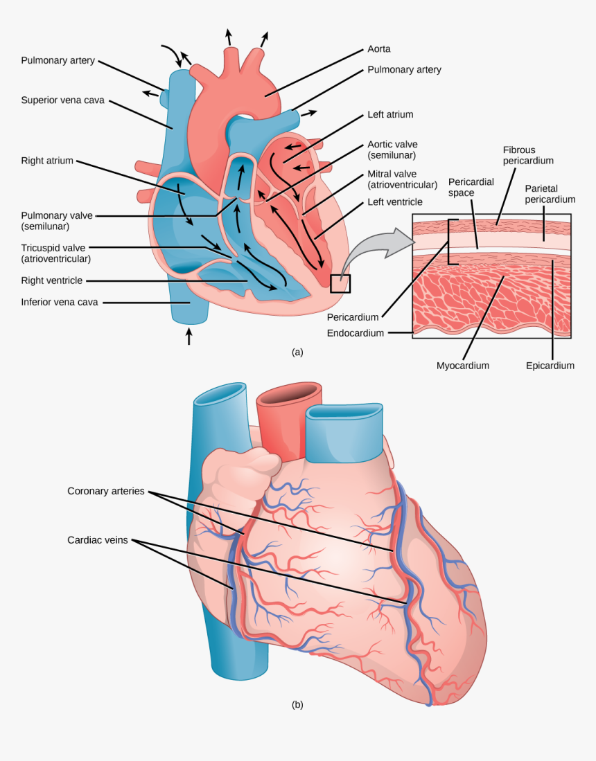 Illustration A Shows The Parts Of The Heart - External And Internal Of The Human Heart, HD Png Download, Free Download