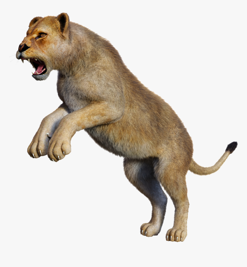 Lion, HD Png Download, Free Download