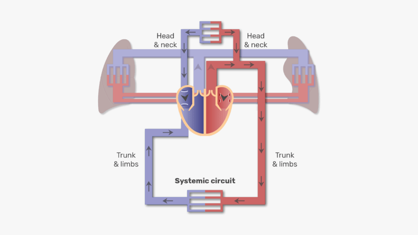 Systemic Circuit Animation Slide - Heart And Major Blood Vessels, HD Png Download, Free Download
