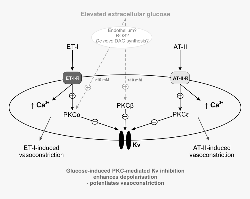 Glucose In Blood Vessels - Pkc Vasoconstriction, HD Png Download, Free Download