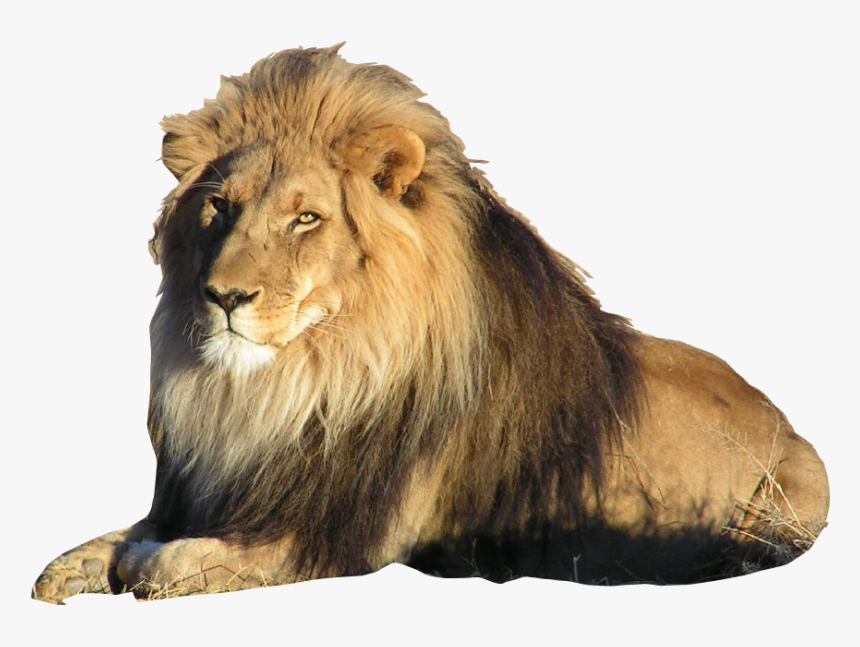 Best Free Lion Png Picture - Lion On Transparent Background, Png Download, Free Download