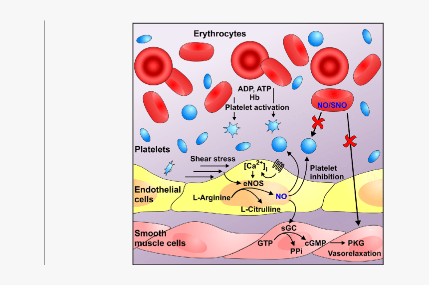 Role Of Nitic Oxide In Blood Vessels And Functional - Blood Vessel Endothelium No, HD Png Download, Free Download