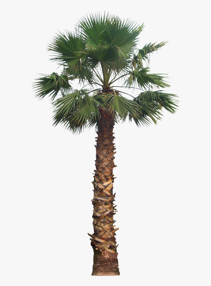 Palm Tree Png Free Download - Fan Palm Tree Png, Transparent Png, Free Download
