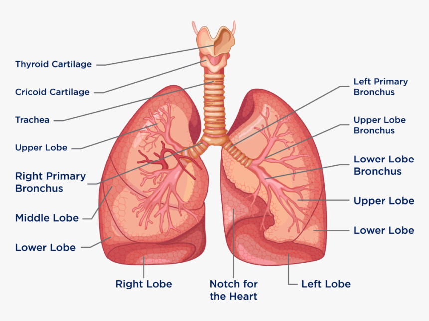 Lungs Diagram, HD Png Download, Free Download