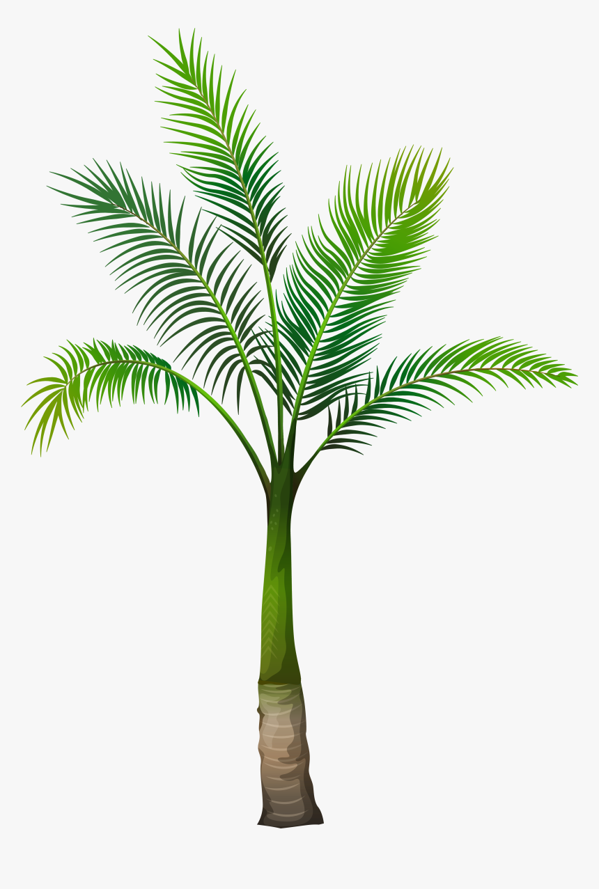 Palm Tree Transparent Png - Palm Tree Png Free Download, Png Download, Free Download
