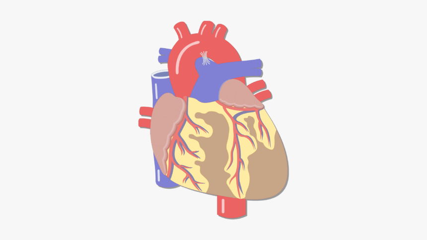 Unlabelled Image Of The Anterior Veiw Of The Major - Heart Anatomy And Physiology, HD Png Download, Free Download