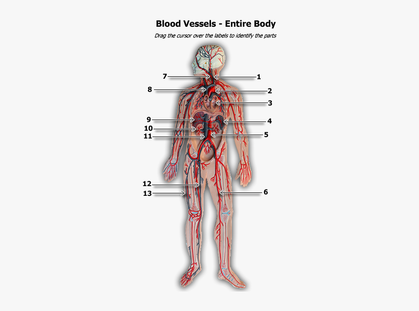 Diagram Entire Body, HD Png Download, Free Download
