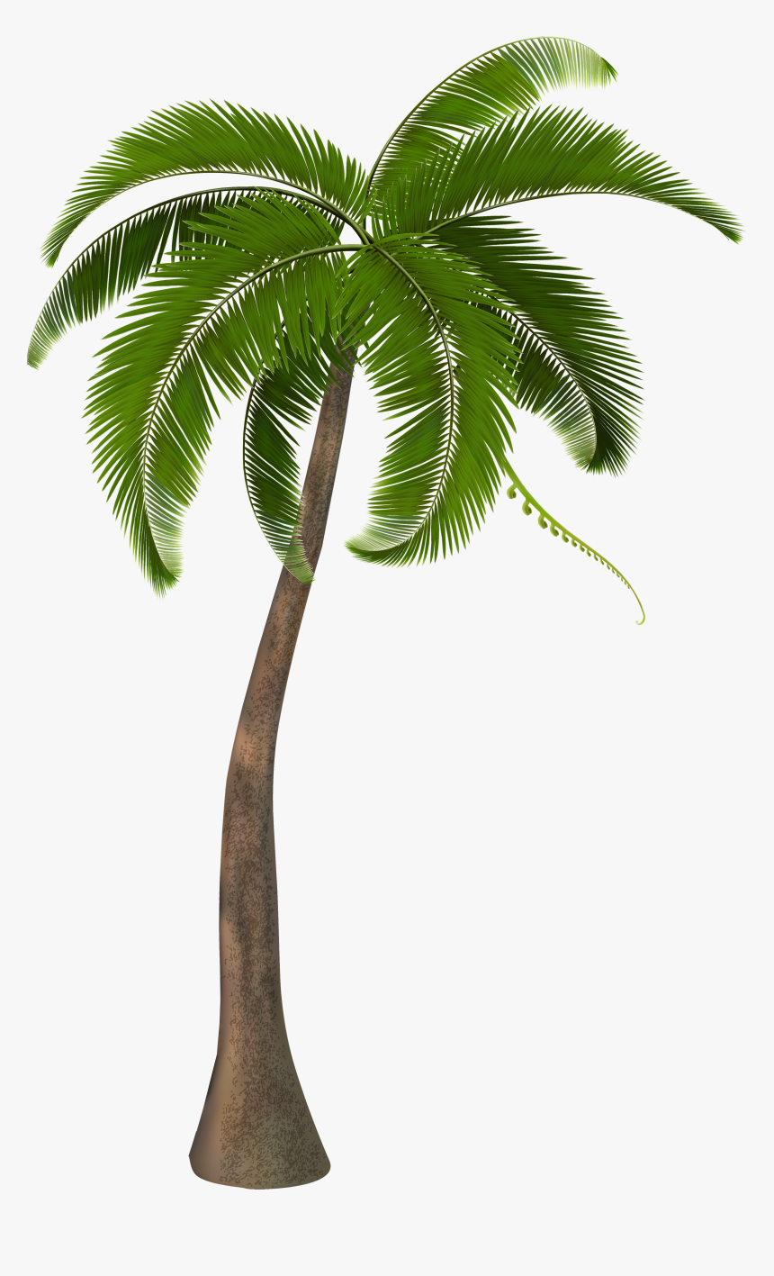 Beautiful Arecaceae Palm Tree Free Frame Clipart - Coconut Palm Tree Png, Transparent Png, Free Download