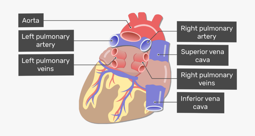 Major Vessels Of The - Heart Major Blood Vessels, HD Png Download, Free Download