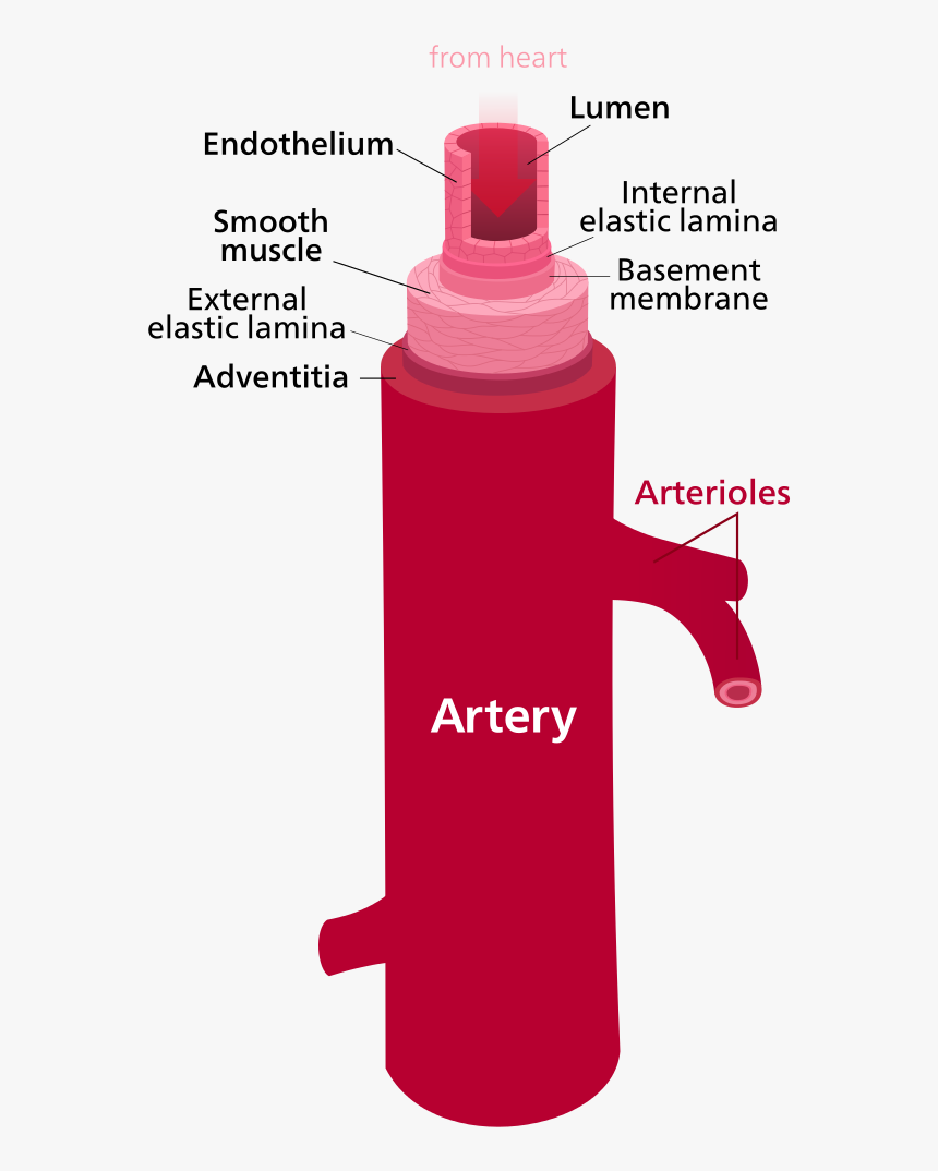 Difference Between Artery And Vein - Parts Of The Artery, HD Png Download, Free Download