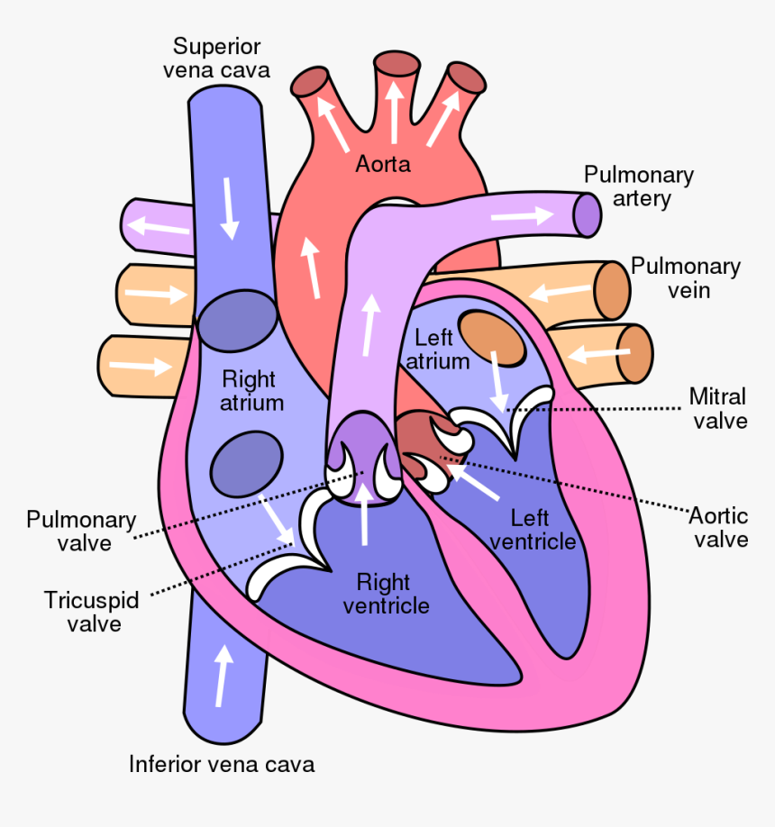 Diagram Of The Human Heart, HD Png Download, Free Download