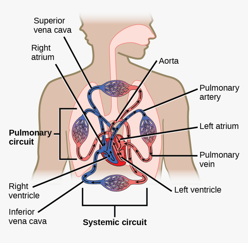 Illustration Shows Blood Circulation Through The Mammalian - Systemic Circuit And Pulmonary Circuit, HD Png Download, Free Download