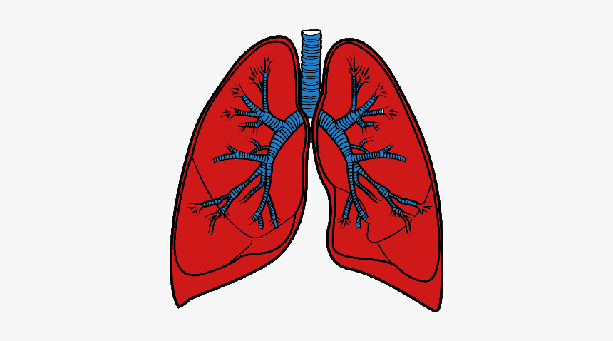 Lungs Png Dessin Poumons Humain Transparent Png Kindpng