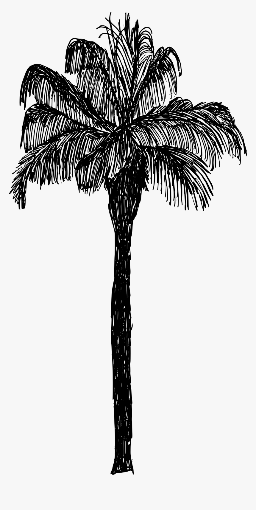 Palm Tree Drawing Png, Transparent Png, Free Download