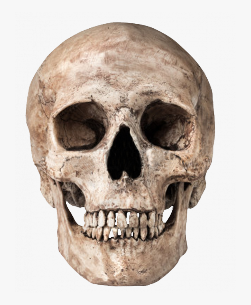 Skull Png - Free Stock Skull, Transparent Png, Free Download