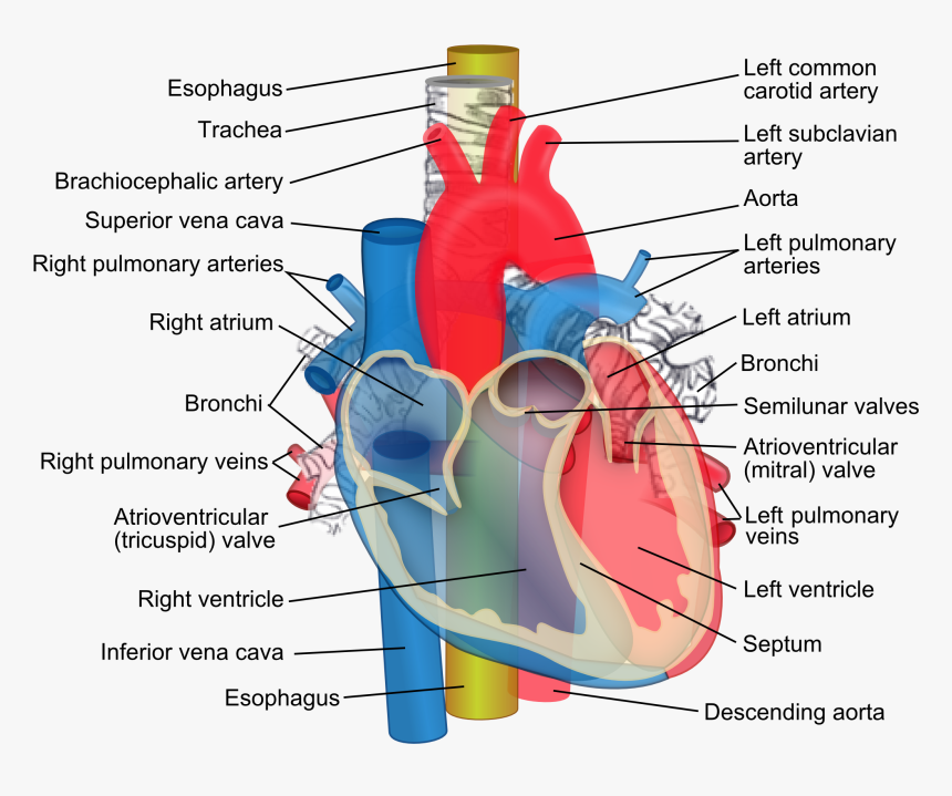 Parts Of The Heart, HD Png Download, Free Download