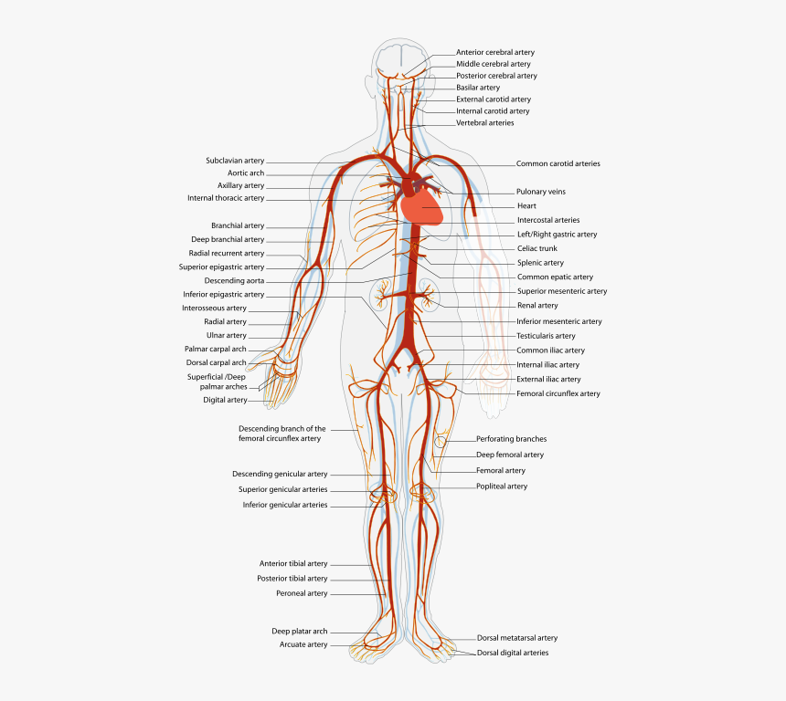 Artery Anatomy, HD Png Download, Free Download