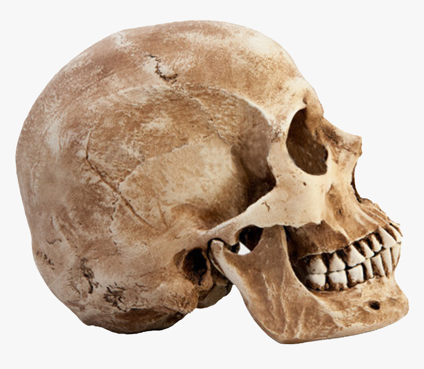 Skull Png - Human Skull Profile View, Transparent Png, Free Download