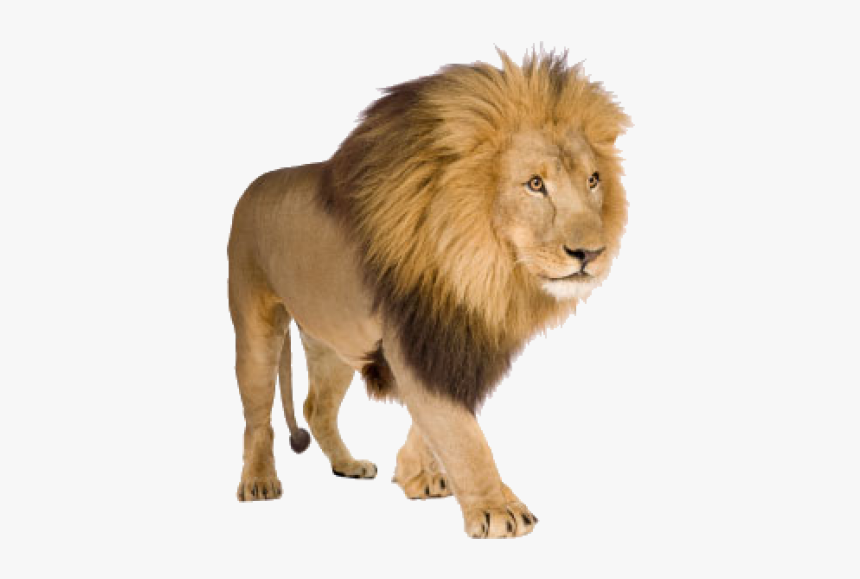 Lion Png Free Download - Lion With White Background, Transparent Png, Free Download