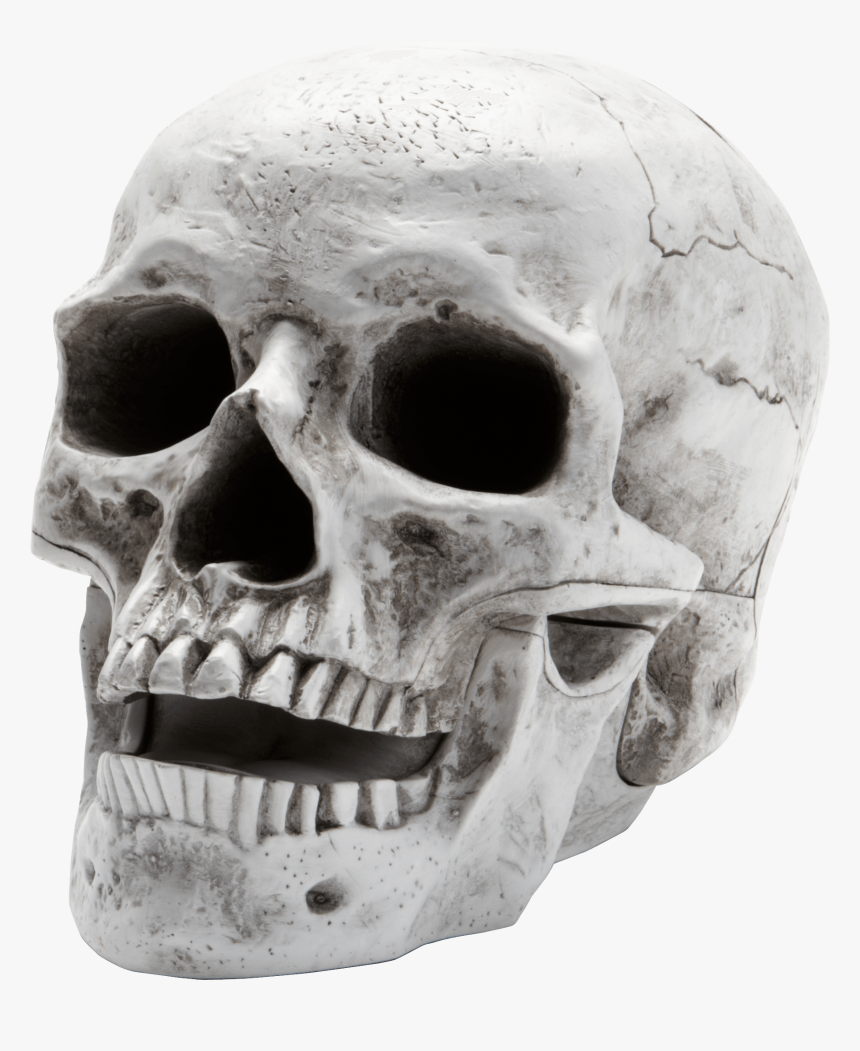Skull Png - Transparent Skull Png, Png Download, Free Download