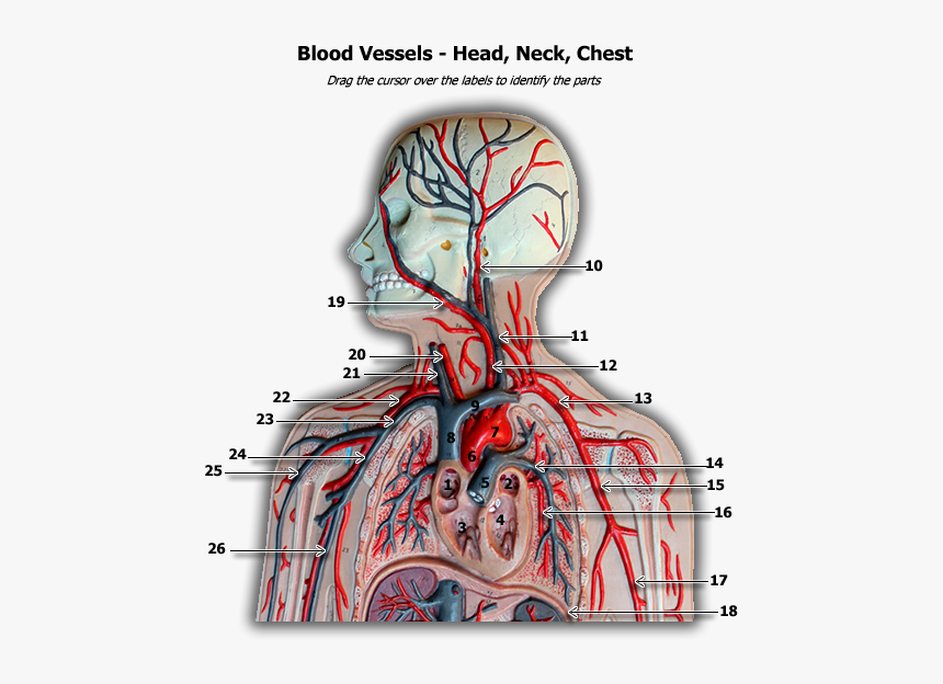 Анатомия сосудов. Кровеносная система svg. Blood System картинки.