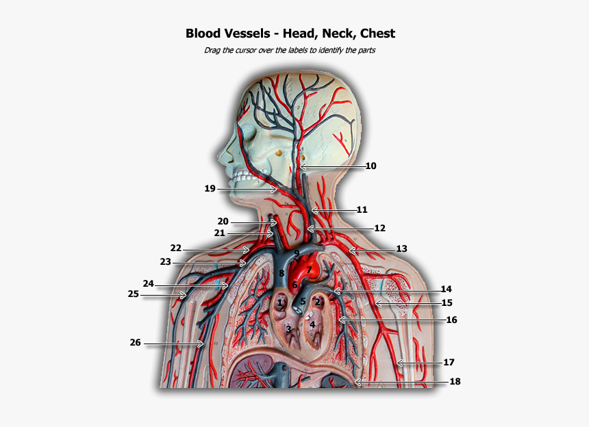 Blood Vessels Upper Body, HD Png Download, Free Download