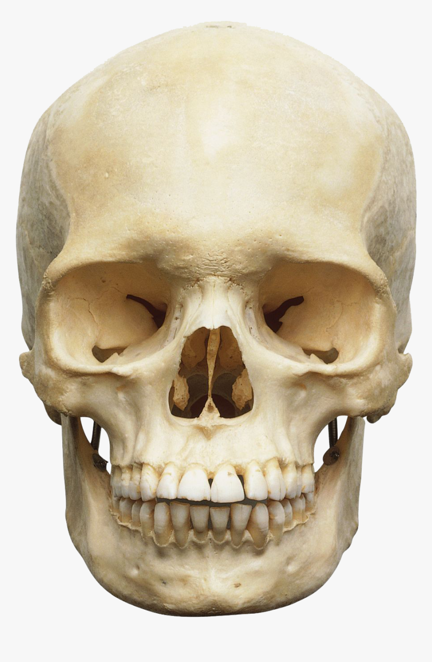 Skeleton Head Transparent, HD Png Download, Free Download