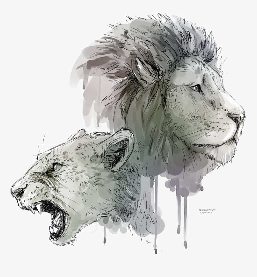 Lions Png No Background - Lion And Lioness Drawing, Transparent Png, Free Download