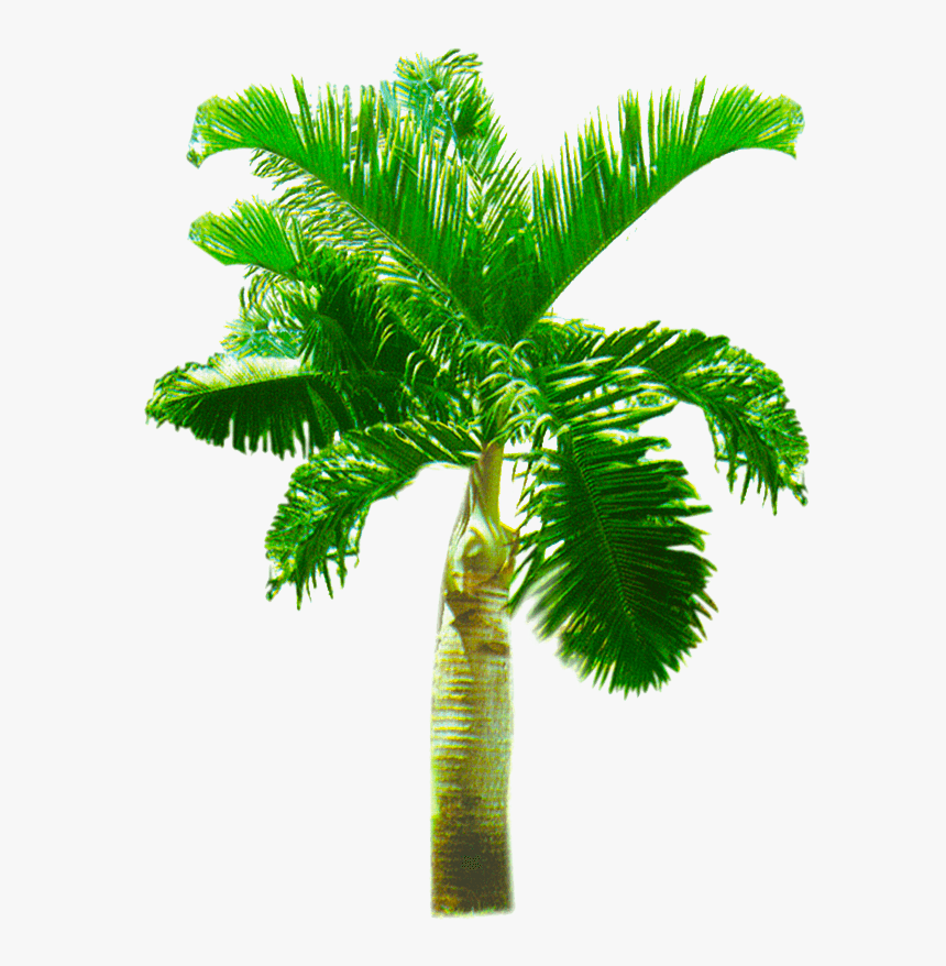 Transparent Png Images Hd - Transparent Background Palm Trees Png, Png Download, Free Download