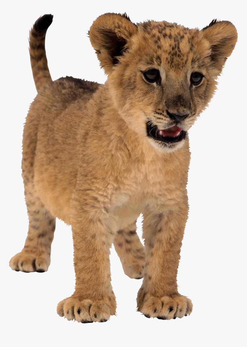 Lion Png Free Download - Transparent Baby Lion Png, Png Download, Free Download